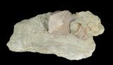 Small Blastoid (Pentremites) Fossil - Illinois #42823-1